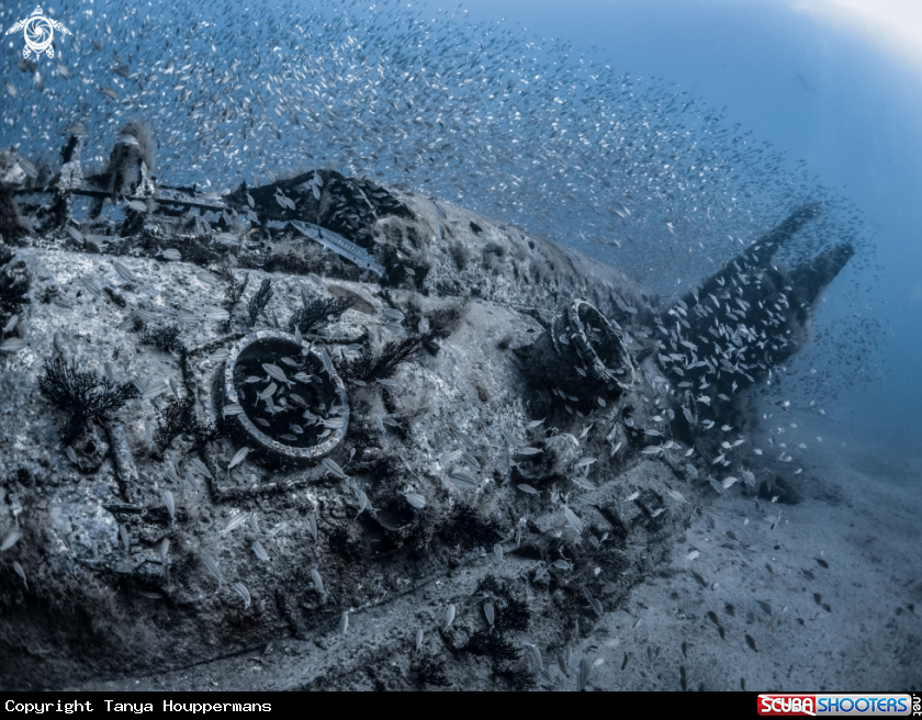 A Wreck of U352