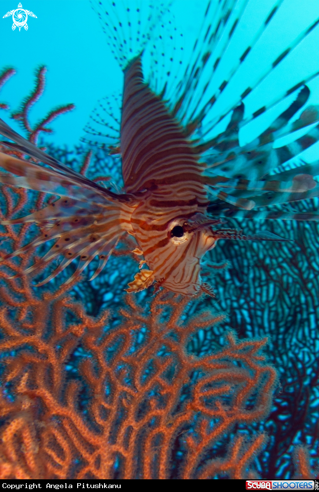 A Lionfish