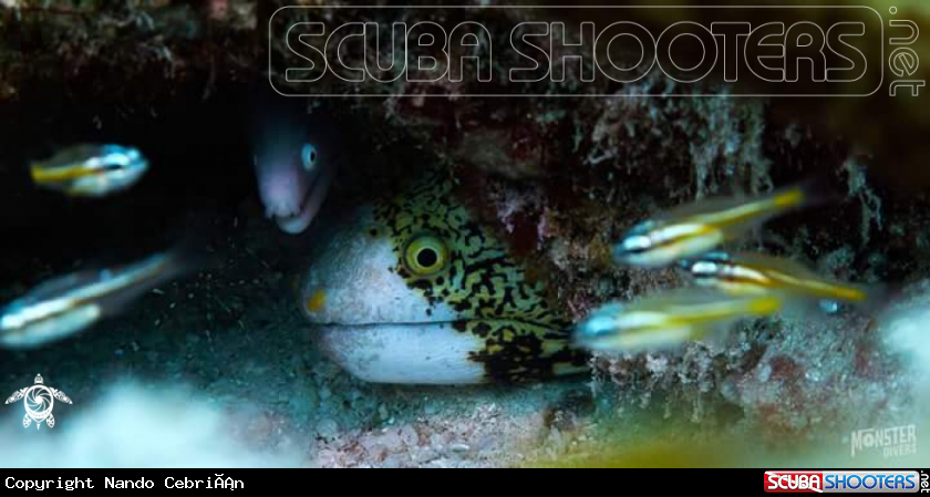A Snowflake eel 