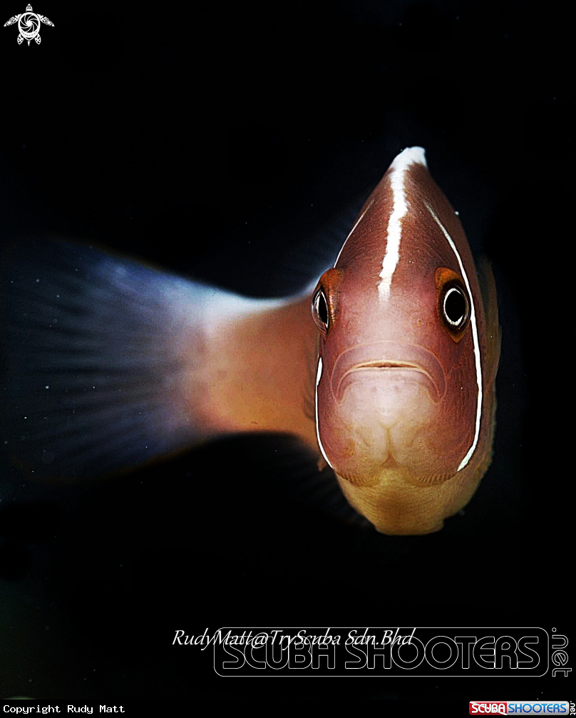 A Clown Fish