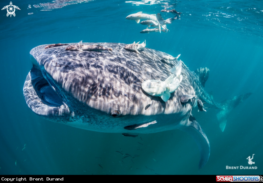 A Whale Shark