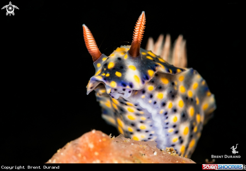 A Nudibranch