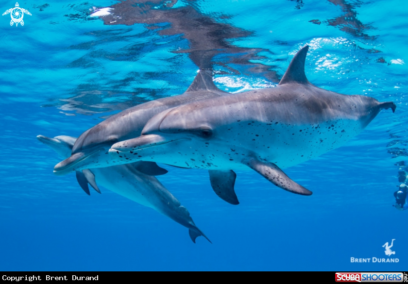 A Atlantic Spotted Dolphins