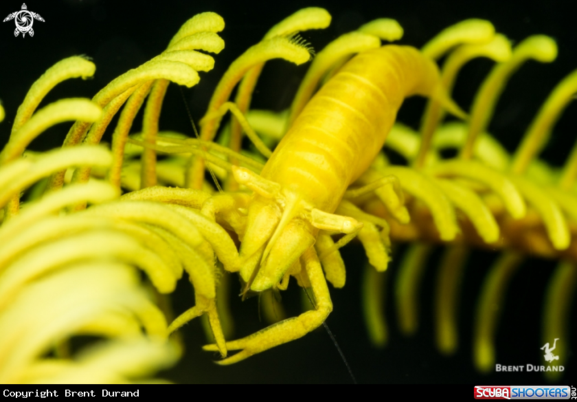 A Crinoid Shrimp