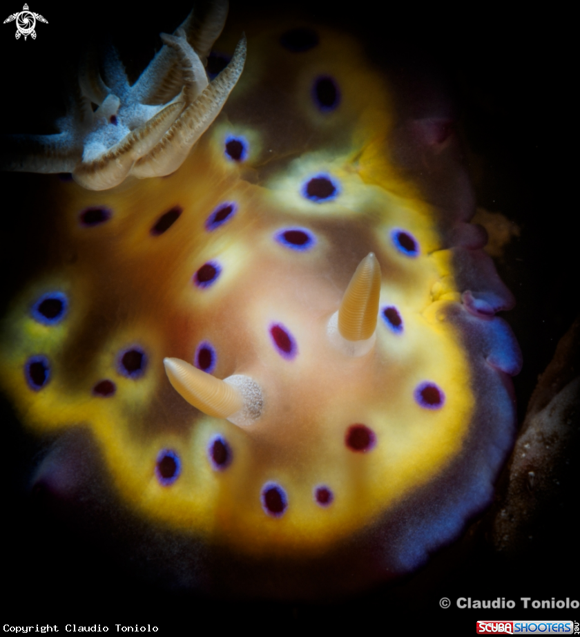 A Goniobranchus kuniei
