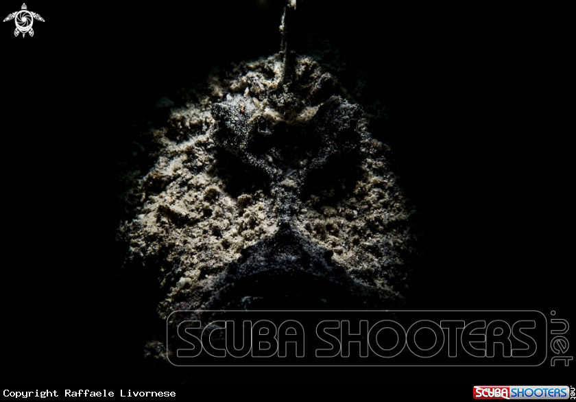 A Ambon scorpion fish