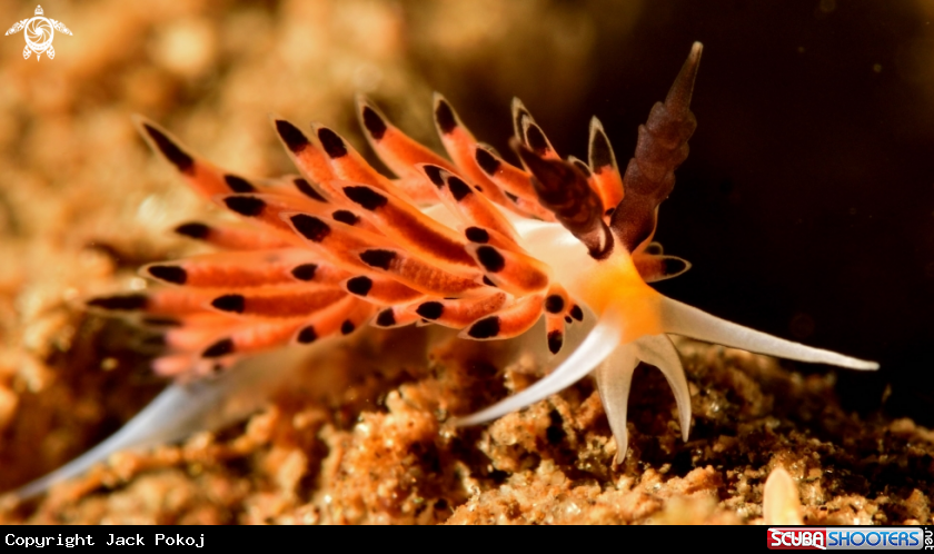 A Favorinus tsuruganus