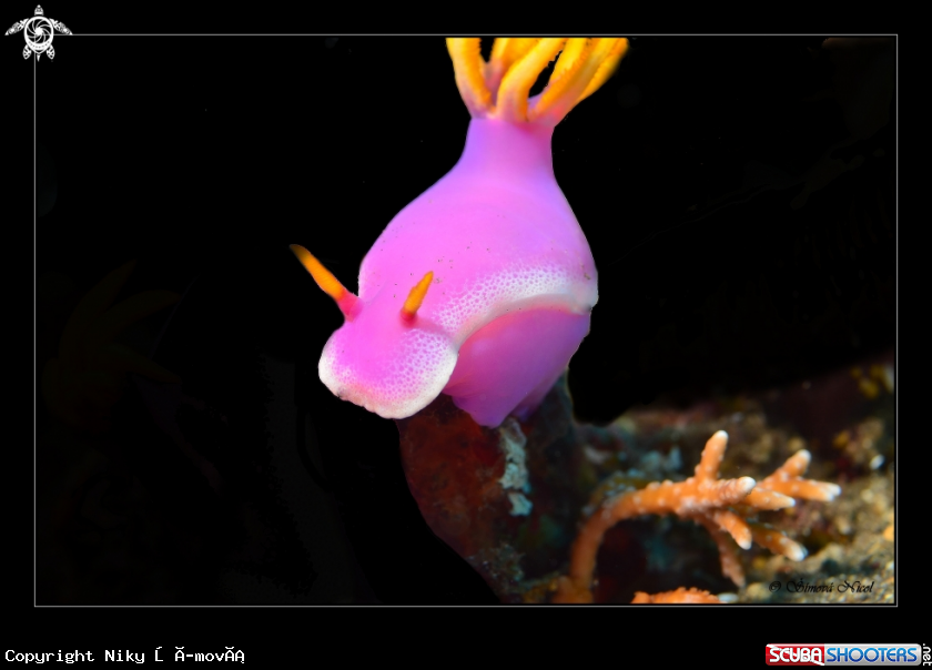 A nudibranch