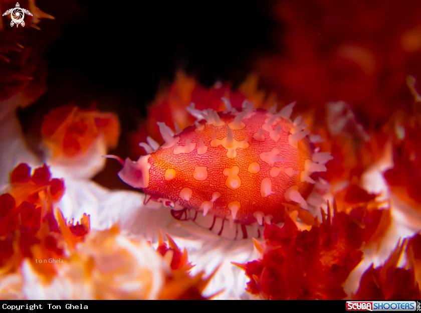 A Cowry