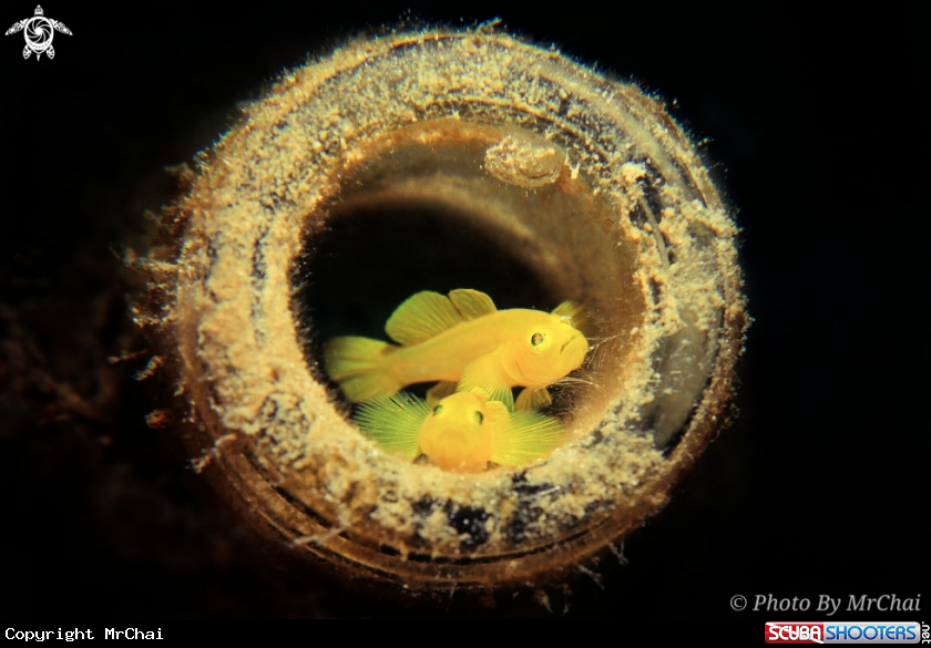 A Yellow coral goby