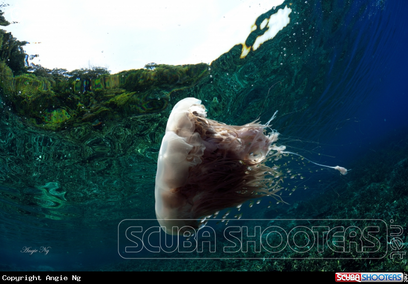 A jellyfish