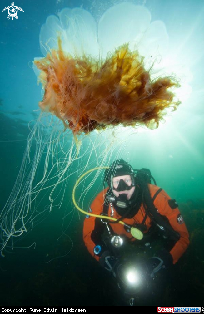 A Lions mane jelly