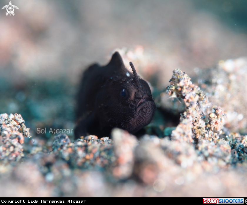 A Black juvenile frogfish