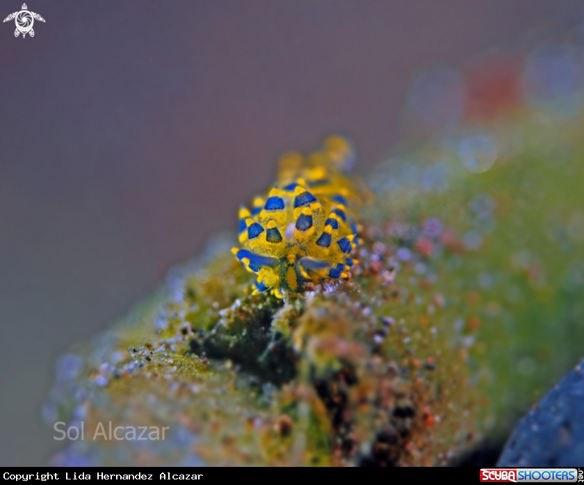 A Stiliger Ornatus