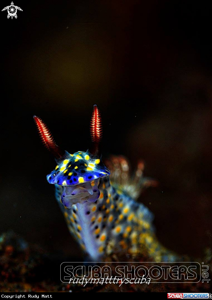 A Nudibranch