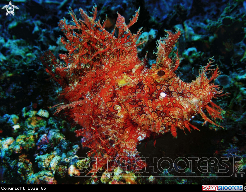 A Weedy Scorpionfish