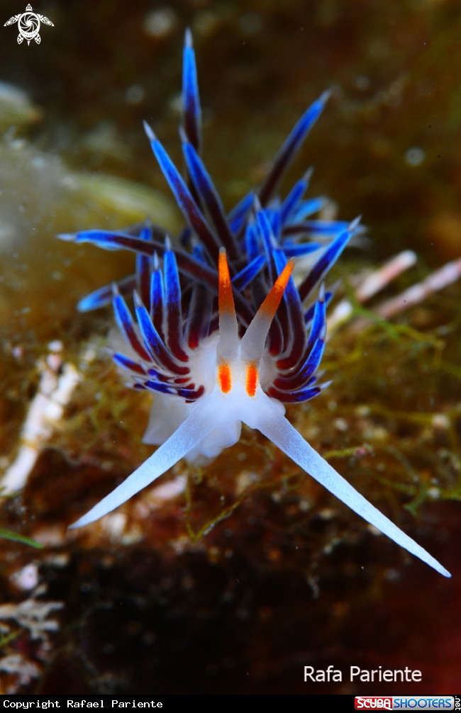 A Cratena