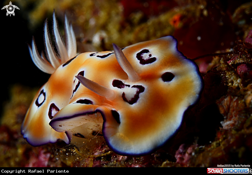 A Chromodoris