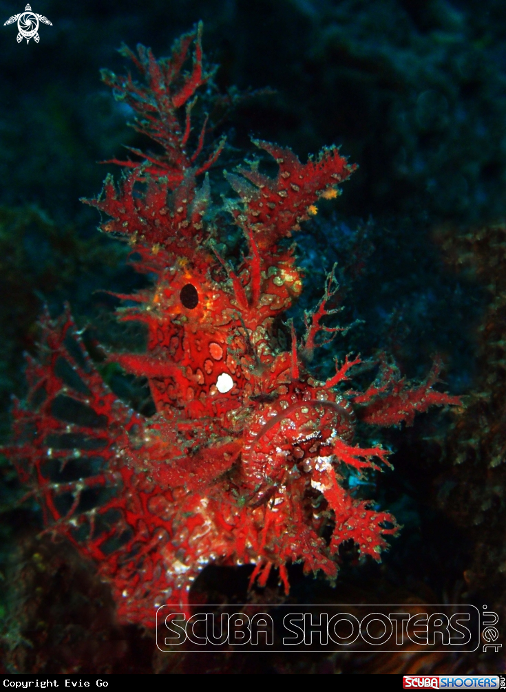 A Weedy Scorpionfish