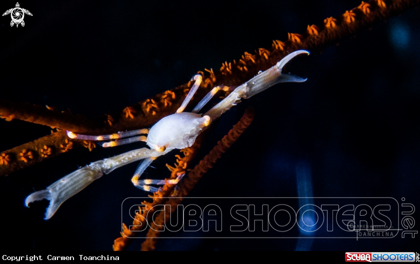 A Crowned Coral Crab