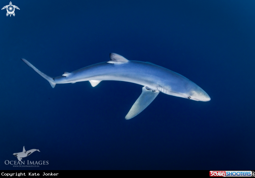A Blue Shark