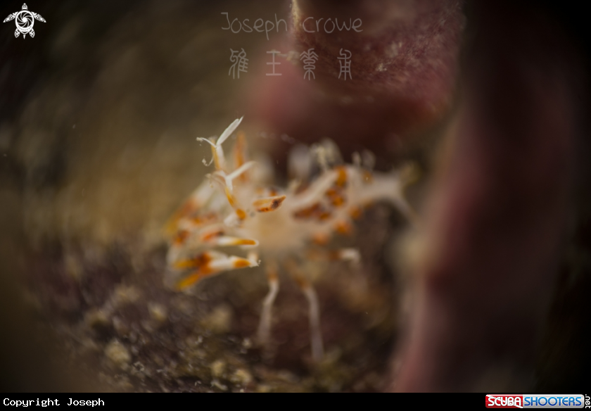 A Tiger Shrimp