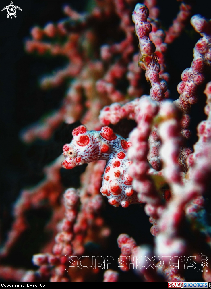 A Pgymy Seahorse