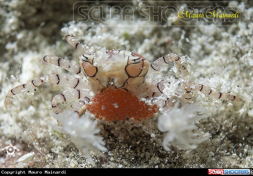 A Boxer crab