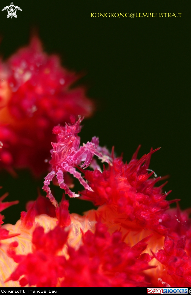 A Candy Crab