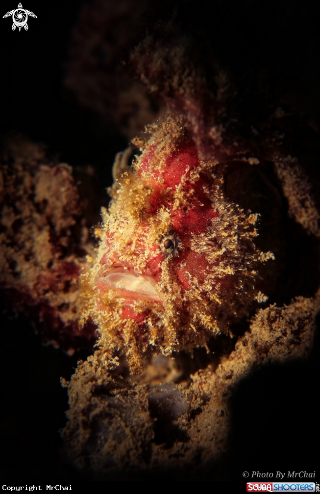 A Ocellated Frogfish