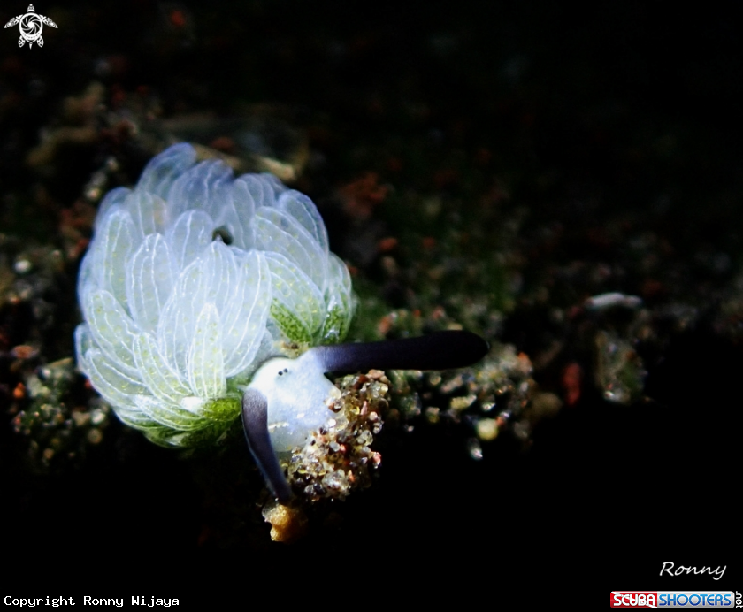 A Costasiella usagi