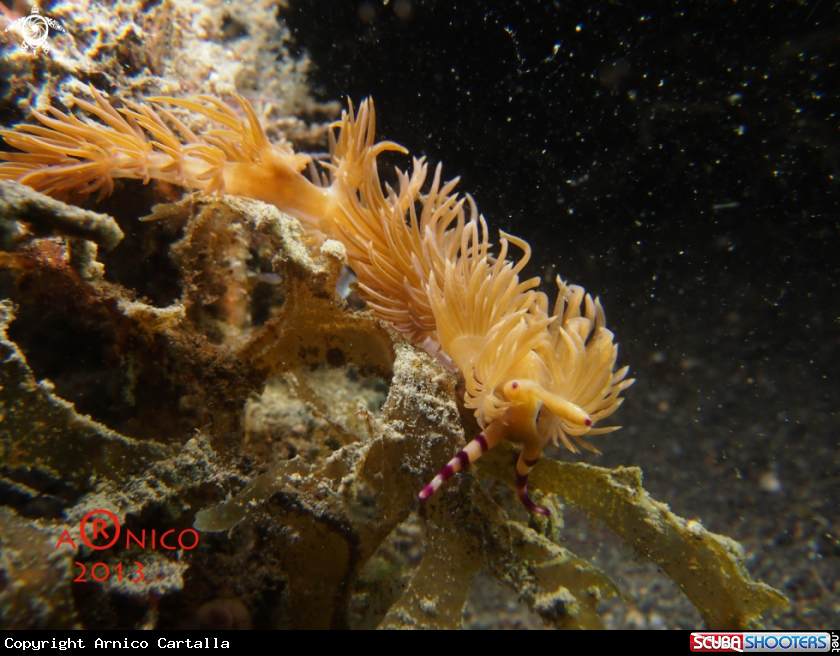 A underwater creature