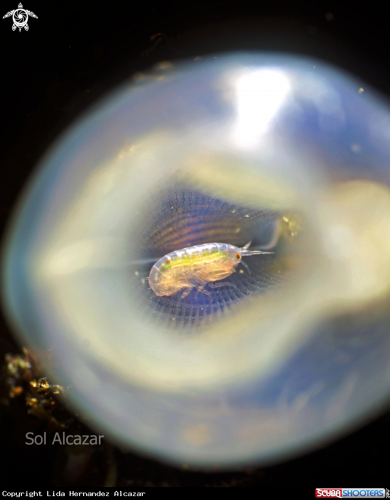 A Amphipod