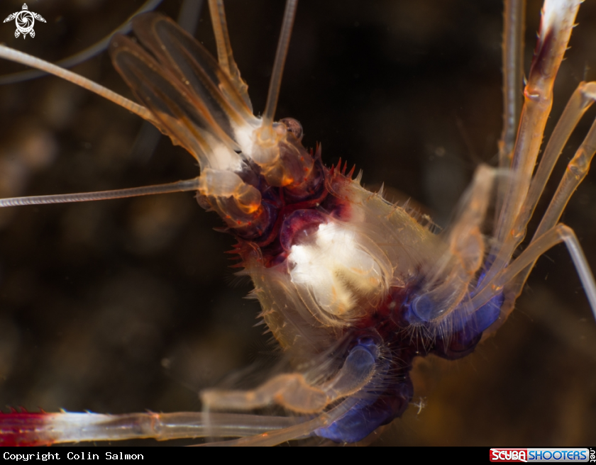 A Banded coral shrimp