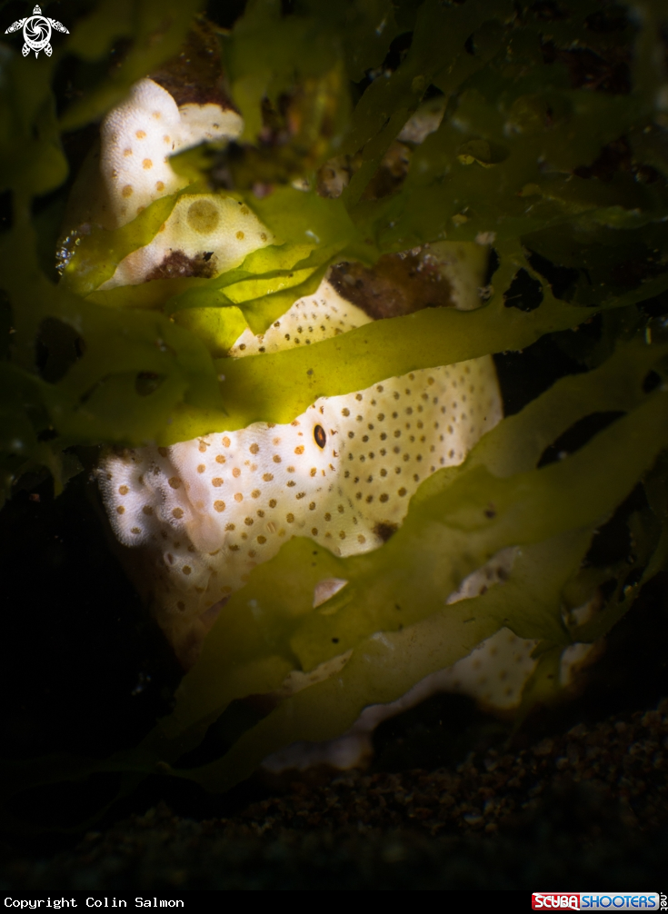 A Warty frogfish