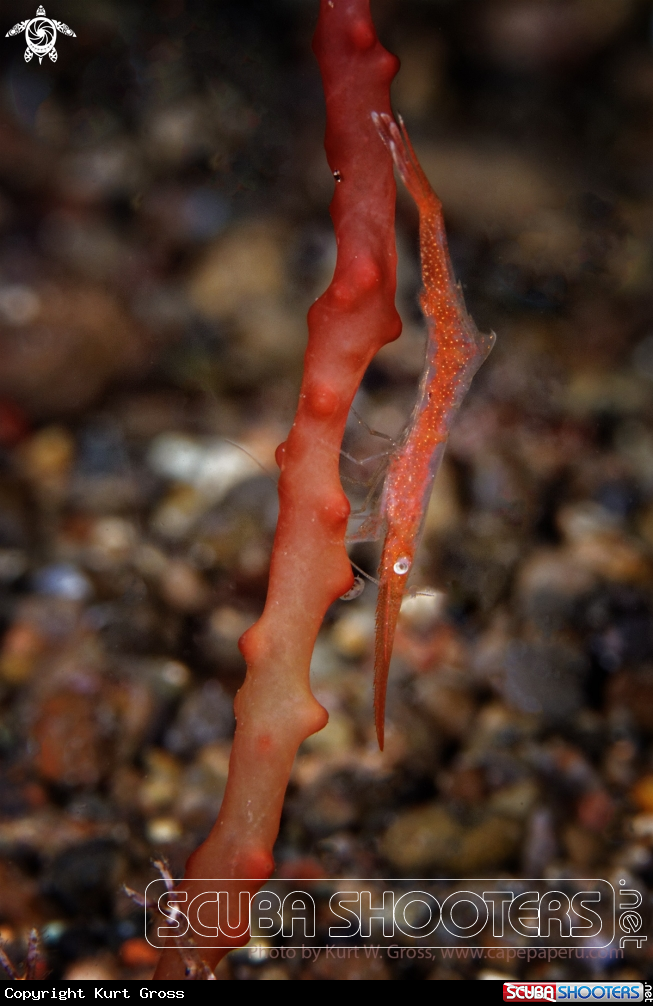 A Shrimp