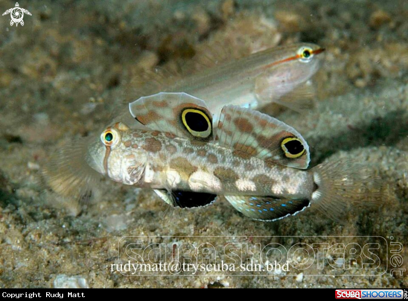 A Crab eye goby