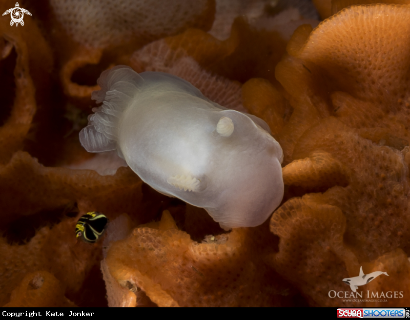A Ghost Nudibranch