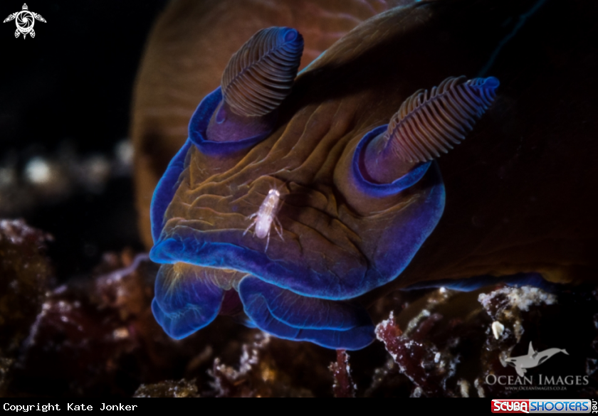 A Black Nudibranch with amphipod