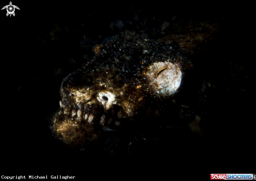 A Crocodile Snake Eel