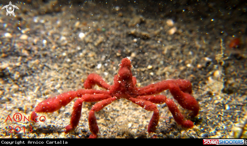 A underwater creature