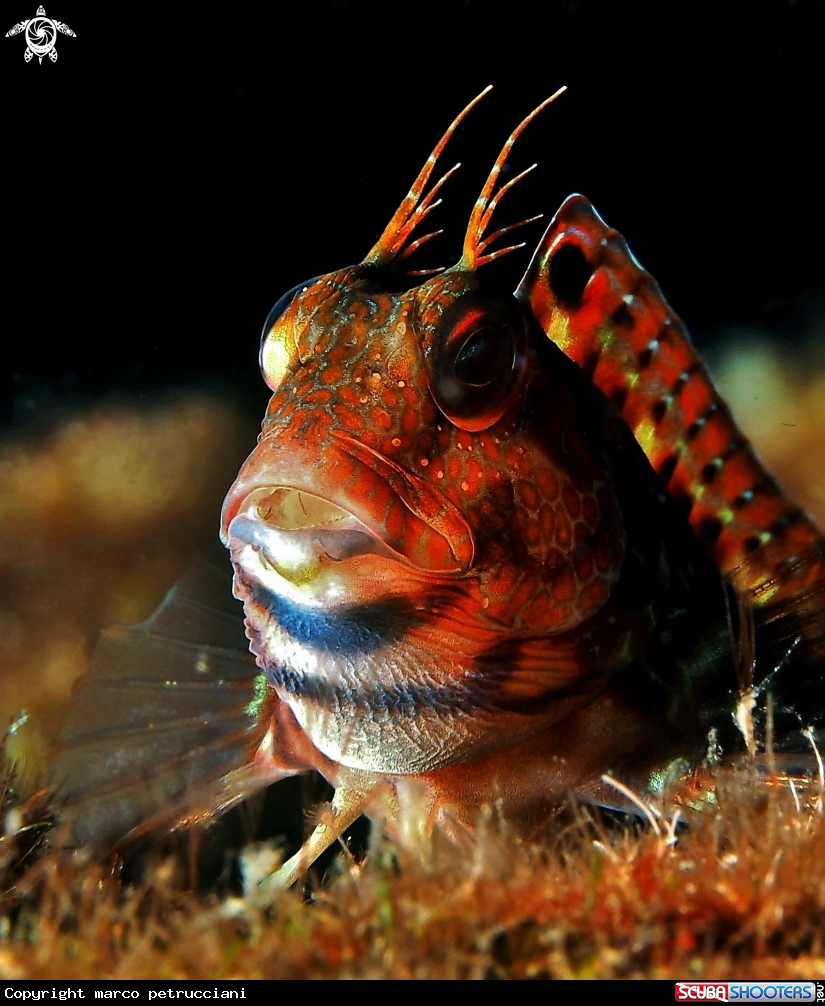 A Bavosa africana - Parablennius pilicornis