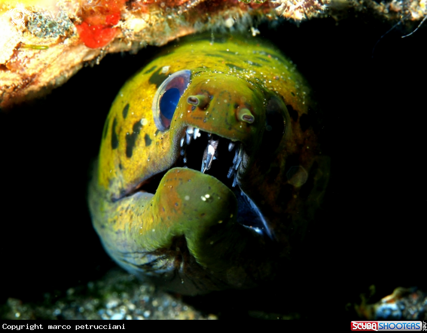 A Muraena helena - Moray