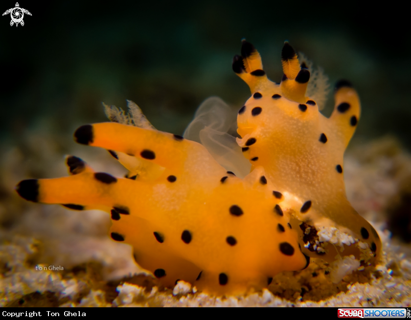 A Nudibranch ( Mating )