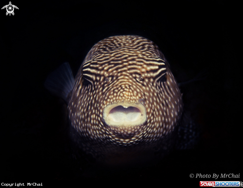 A Guineafowl Puffer Fish