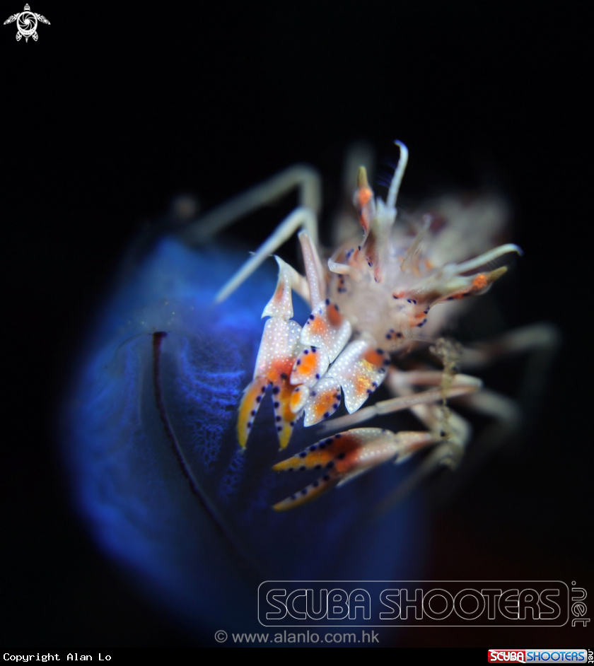 A tiger shrimp