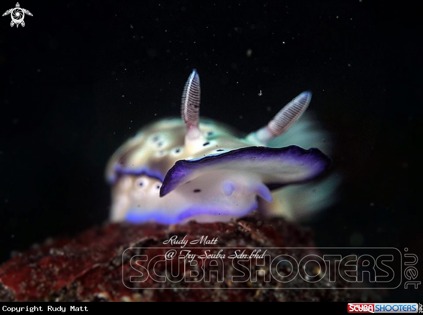 A Nudibranch