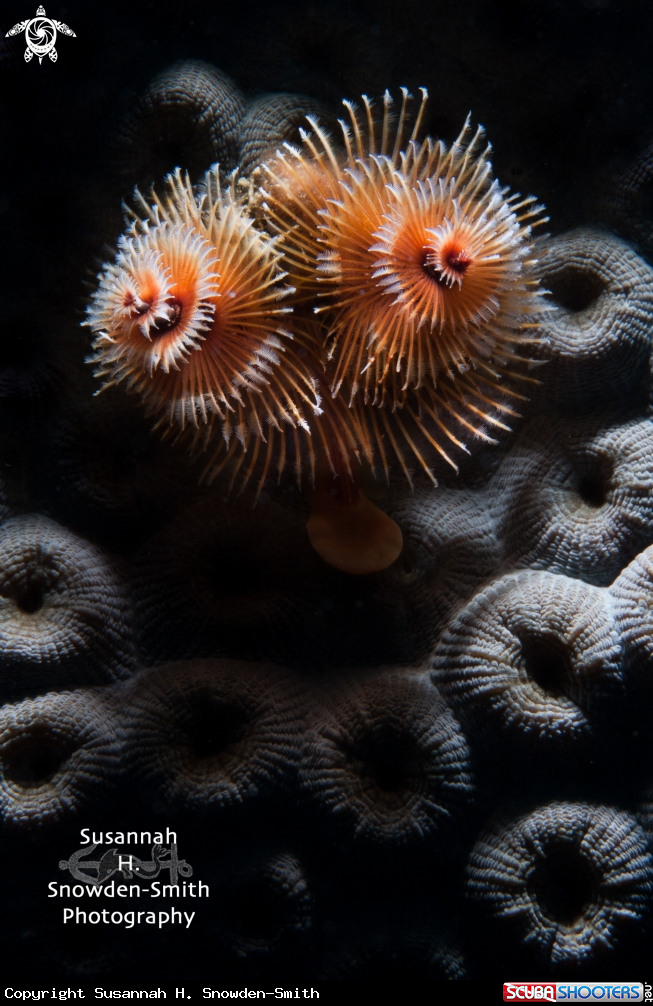A Christmas Tree Worms