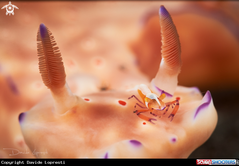 A Emperor shrimp