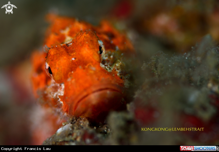 A Scorpion Fish